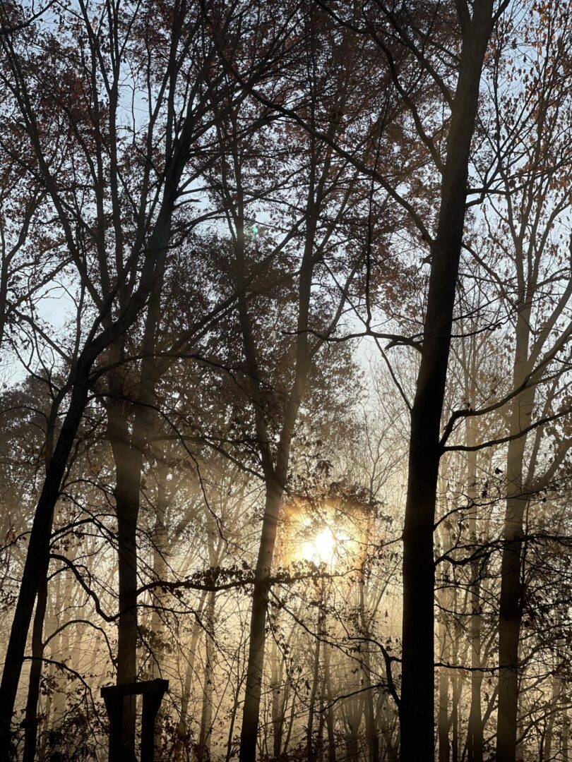 Tall trees in the forest