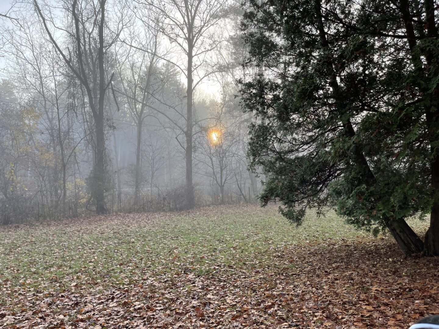 Foggy area with trees