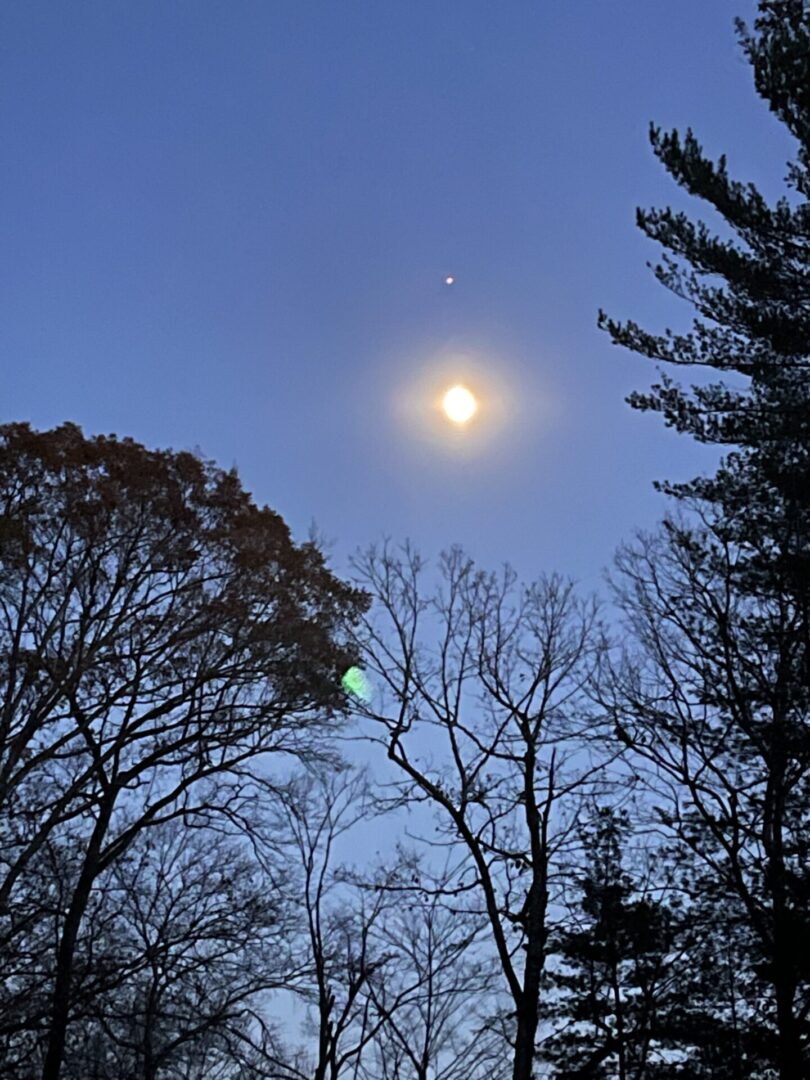 Moon and trees